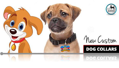 Dog Collars - Aw Paws