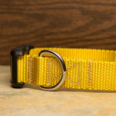 Yellow Dog Collar